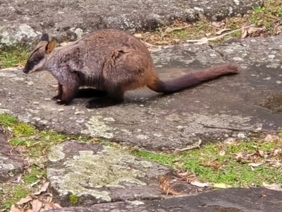 Petrogale penicillata (Brush-tailed Rock Wallaby) at Kangaroo Valley, NSW - 18 Aug 2024 by Chakola