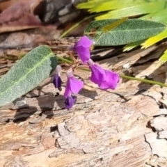 Hardenbergia violacea (False Sarsaparilla) at Barrengarry, NSW - 31 Aug 2024 by Logrunners