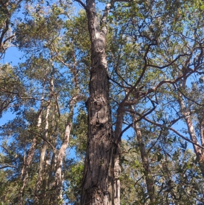 Syncarpia glomulifera subsp. glomulifera (Turpentine) at Kangaroo Valley, NSW - 31 Aug 2024 by McGrathAl