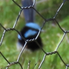 Malurus cyaneus (Superb Fairywren) at Cook, ACT - 31 Aug 2024 by lbradley