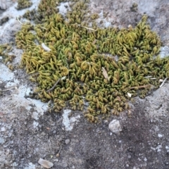 Unidentified Lichen, Moss or other Bryophyte by RalphArn