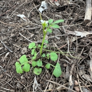 Cardamine hirsuta at Aranda, ACT - 31 Aug 2024