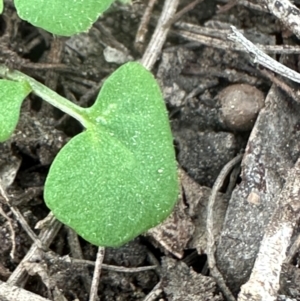 Cardamine hirsuta at Aranda, ACT - 31 Aug 2024