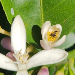 Unidentified Bee (Hymenoptera, Apiformes) at Teralba, NSW - 31 Aug 2024 by LyndalT