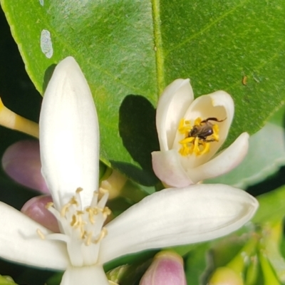 Unidentified Bee (Hymenoptera, Apiformes) at Teralba, NSW - 31 Aug 2024 by LyndalT