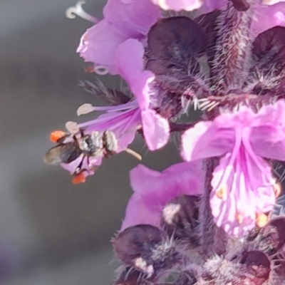 Unidentified Bee (Hymenoptera, Apiformes) at Teralba, NSW - 31 Aug 2024 by LyndalT