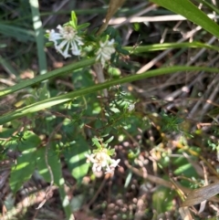 Pimelea linifolia (Slender Rice Flower) at Kangaroo Valley, NSW - 31 Aug 2024 by howie