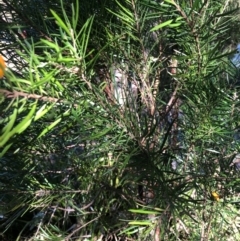 Persoonia linearis (Narrow-leaved Geebung) at Kangaroo Valley, NSW - 31 Aug 2024 by MikeGorman