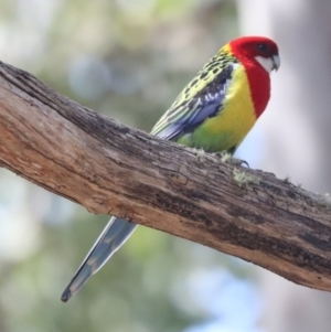 Platycercus eximius at Aranda, ACT - 30 Aug 2024