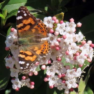 Vanessa kershawi (Australian Painted Lady) at Fyshwick, ACT - 31 Aug 2024 by RobParnell