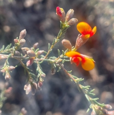 Dillwynia phylicoides (A Parrot-pea) at Jerrawa, NSW - 28 Aug 2024 by JaneR