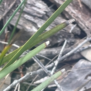 Lomandra multiflora at Bango, NSW - 28 Aug 2024