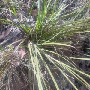 Lomandra multiflora at Bango, NSW - 28 Aug 2024