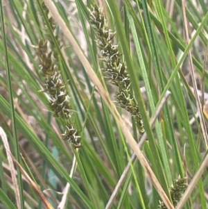 Carex appressa at Bango, NSW - 28 Aug 2024