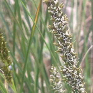 Carex appressa at Bango, NSW - 28 Aug 2024