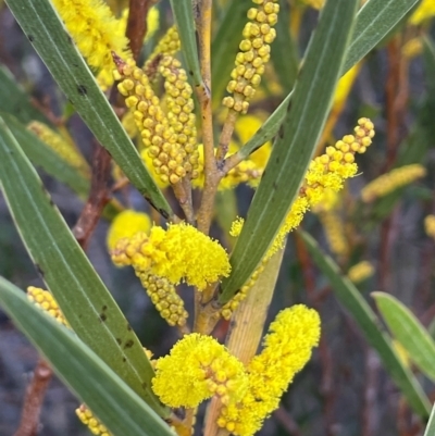 Acacia subtilinervis (Net-veined Wattle) at Tianjara, NSW - 21 Aug 2024 by JaneR