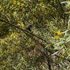 Rhipidura albiscapa (Grey Fantail) at Lawson, ACT - 31 Aug 2024 by mroseby