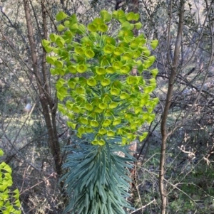 Euphorbia characias at Jerrabomberra, NSW - 31 Aug 2024 03:17 PM