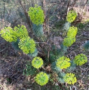 Euphorbia characias at Jerrabomberra, NSW - 31 Aug 2024 03:17 PM