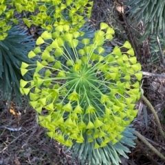 Euphorbia characias at Jerrabomberra, NSW - 31 Aug 2024 03:17 PM