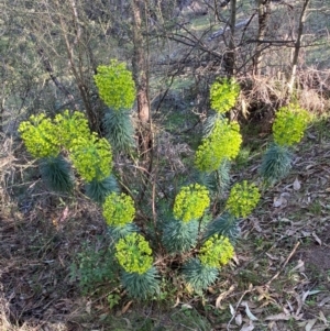 Euphorbia characias at Jerrabomberra, NSW - 31 Aug 2024 03:17 PM