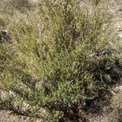 Pomaderris angustifolia (Pomaderris) at Jerrabomberra, NSW - 31 Aug 2024 by SteveBorkowskis