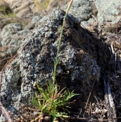 Petrorhagia sp. at Jerrabomberra, NSW - 31 Aug 2024 by SteveBorkowskis