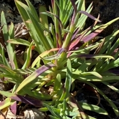 Petrorhagia sp. at Jerrabomberra, NSW - 31 Aug 2024