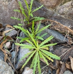 Senecio diaschides at Jerrabomberra, NSW - 31 Aug 2024