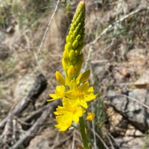 Bulbine glauca at Jerrabomberra, NSW - 31 Aug 2024 01:55 PM