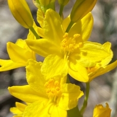 Bulbine glauca at Jerrabomberra, NSW - 31 Aug 2024 01:55 PM