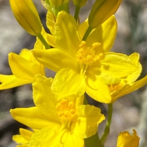 Bulbine glauca at Jerrabomberra, NSW - 31 Aug 2024 01:55 PM