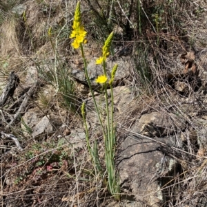 Bulbine glauca at Jerrabomberra, NSW - 31 Aug 2024 01:55 PM