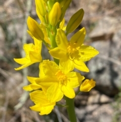 Bulbine glauca at Jerrabomberra, NSW - 31 Aug 2024 01:55 PM