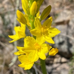 Bulbine glauca at Jerrabomberra, NSW - 31 Aug 2024 01:55 PM