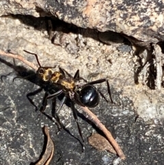 Polyrhachis semiaurata (A golden spiny ant) at Jerrabomberra, NSW - 31 Aug 2024 by SteveBorkowskis