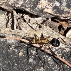 Polyrhachis semiaurata at Jerrabomberra, NSW - 31 Aug 2024 02:38 PM