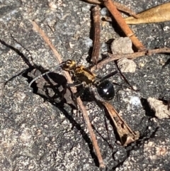 Polyrhachis semiaurata at Jerrabomberra, NSW - 31 Aug 2024 02:38 PM