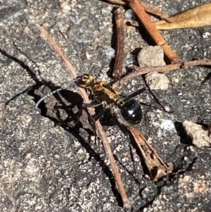 Polyrhachis semiaurata at Jerrabomberra, NSW - 31 Aug 2024 02:38 PM