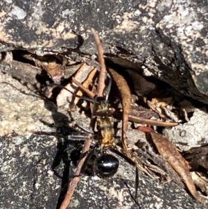 Polyrhachis semiaurata at Jerrabomberra, NSW - 31 Aug 2024