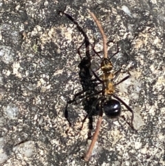 Polyrhachis semiaurata at Jerrabomberra, NSW - 31 Aug 2024 02:38 PM