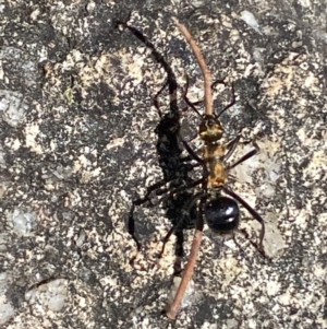 Polyrhachis semiaurata at Jerrabomberra, NSW - 31 Aug 2024