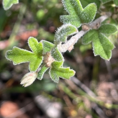 Xanthosia pilosa (Woolly Xanthosia) at Tianjara, NSW - 21 Aug 2024 by JaneR