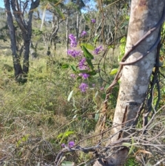 Hardenbergia violacea (False Sarsaparilla) at Boolaroo, NSW - 31 Aug 2024 by LyndalT