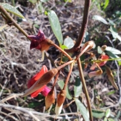 Kennedia rubicunda (Dusky Coral Pea) at Boolaroo, NSW - 31 Aug 2024 by LyndalT