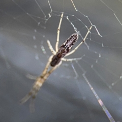 Tetragnatha demissa (Tetragnatha demissa) at Russell, ACT - 29 Aug 2024 by Hejor1