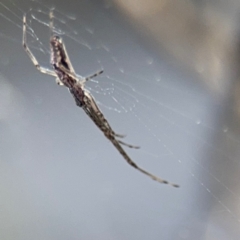 Tetragnatha demissa at Russell, ACT - 29 Aug 2024