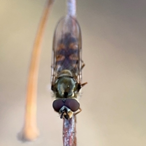 Syrphini sp. (tribe) at Russell, ACT - 29 Aug 2024