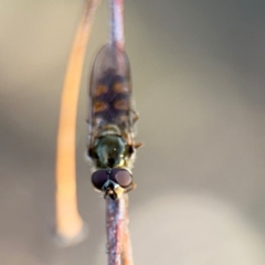 Syrphini sp. (tribe) at Russell, ACT - 29 Aug 2024