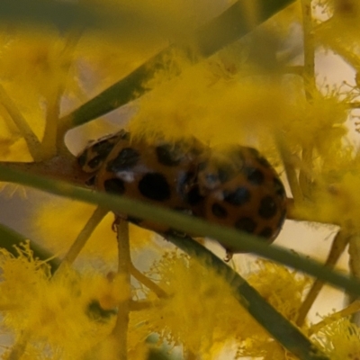 Harmonia conformis (Common Spotted Ladybird) at Russell, ACT - 29 Aug 2024 by Hejor1